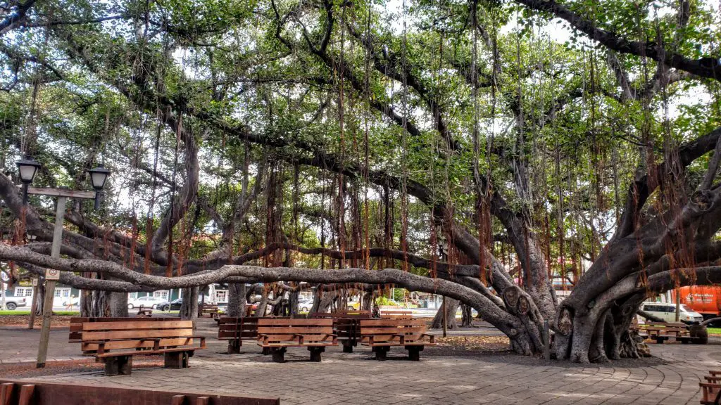 What Is Special About Lahaina Banyan Tree In Maui? - Mindfulness Memories