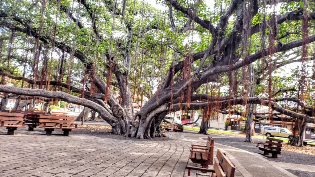 What is Special About the Banyan Tree in Lahaina Maui? How Old is the ...