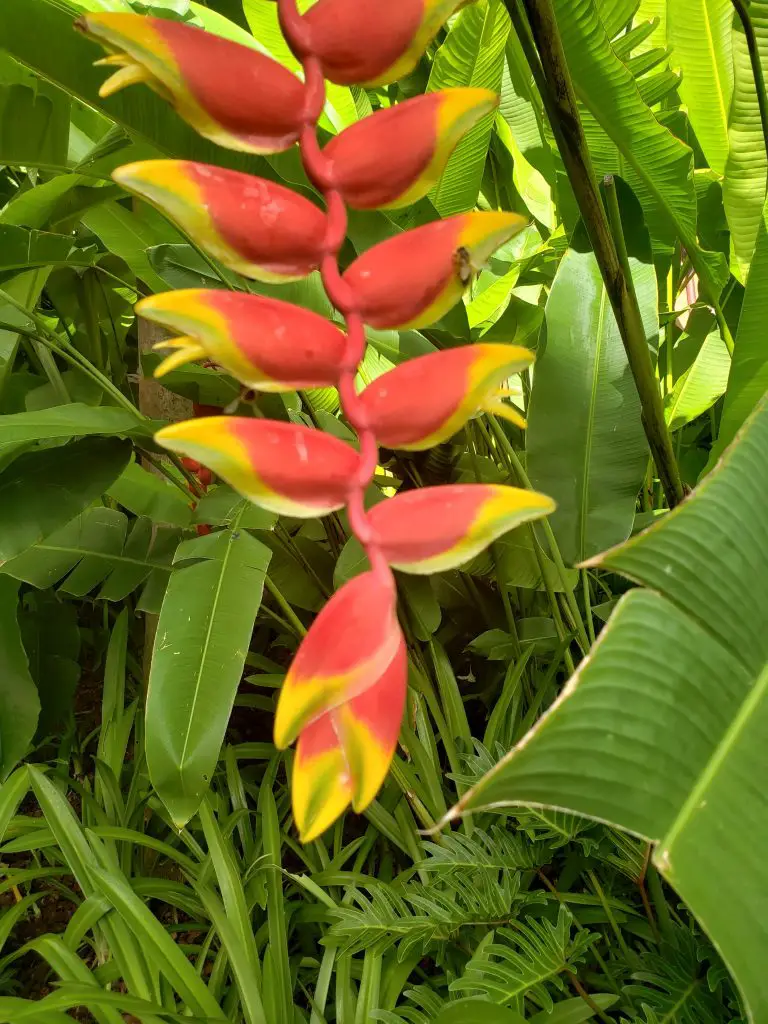 hanging lobster claw heliconia, flowers of Hawaii
