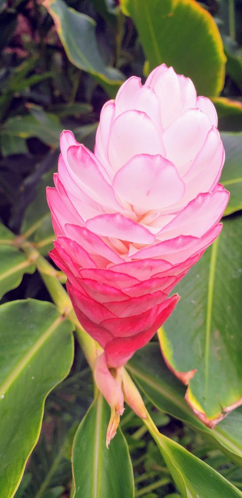 pink ginger , flowers of Hawaii