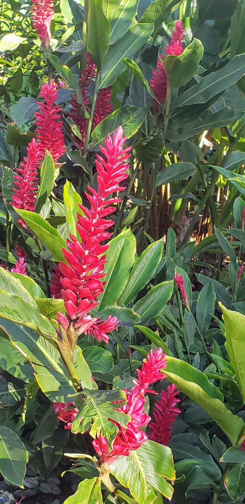 red ginger, flowers of Hawaii