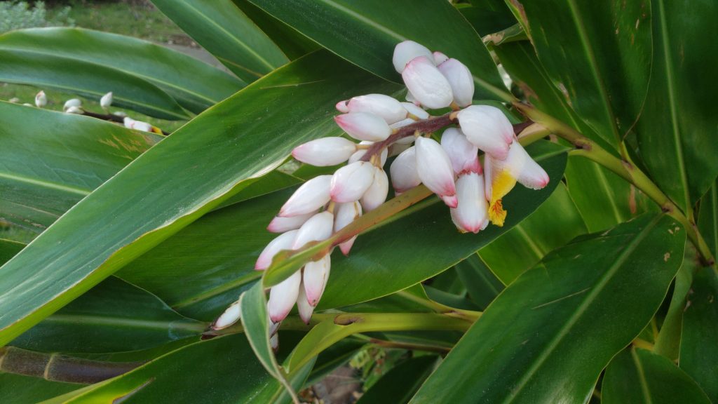shell ginger, flowers of Hawaii