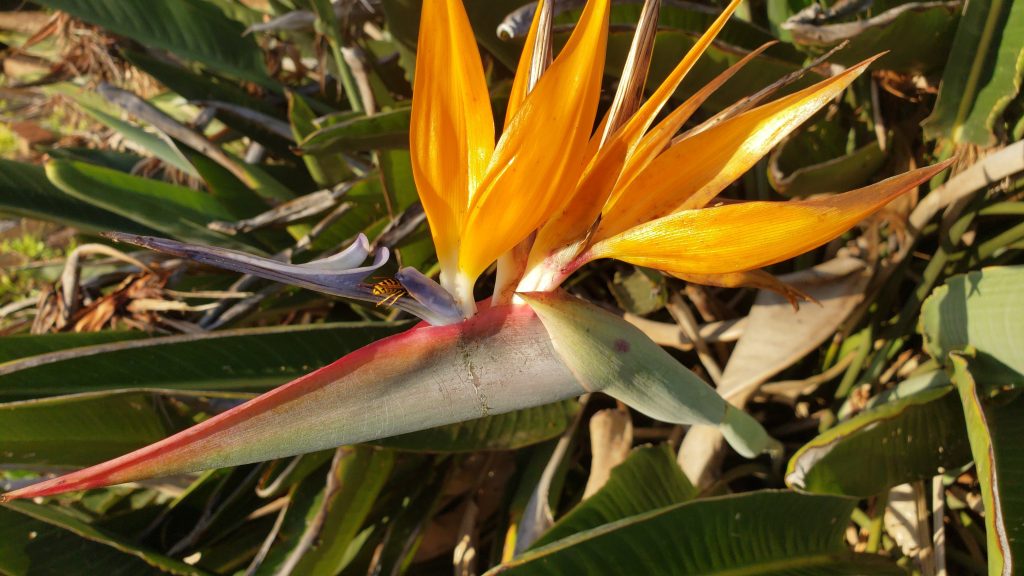 bird of paradise, flowers of Hawaii