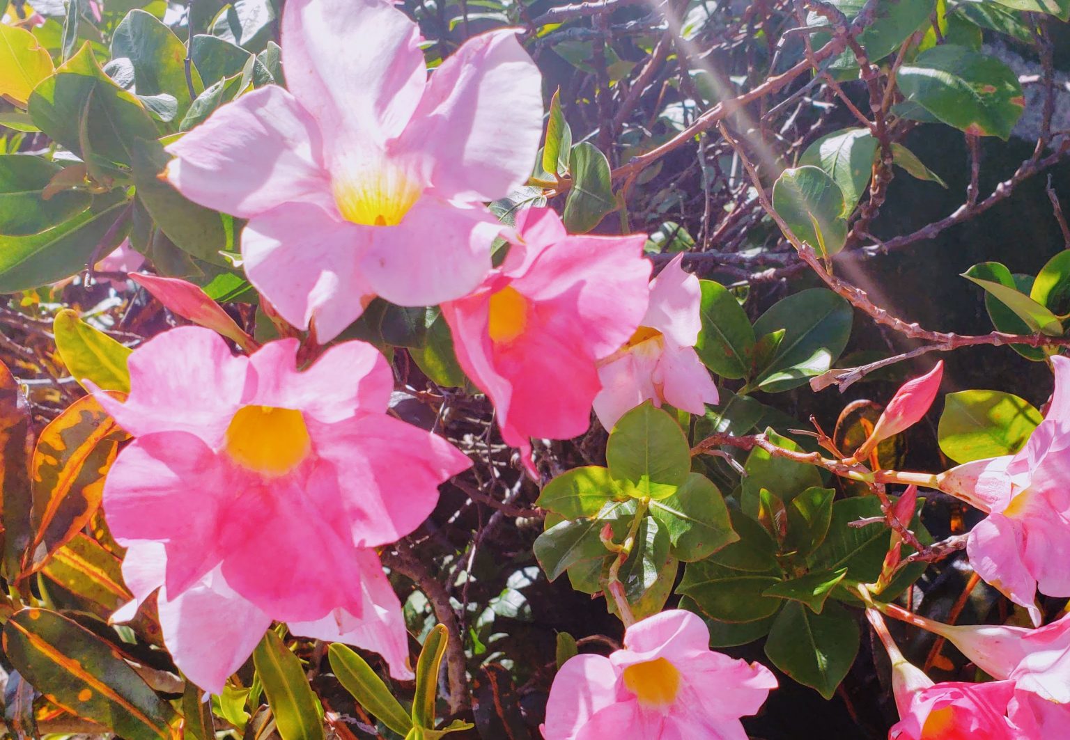 55 + Most Striking Flowers of Hawaii 2021 ( Hawaii Flowers Photos and