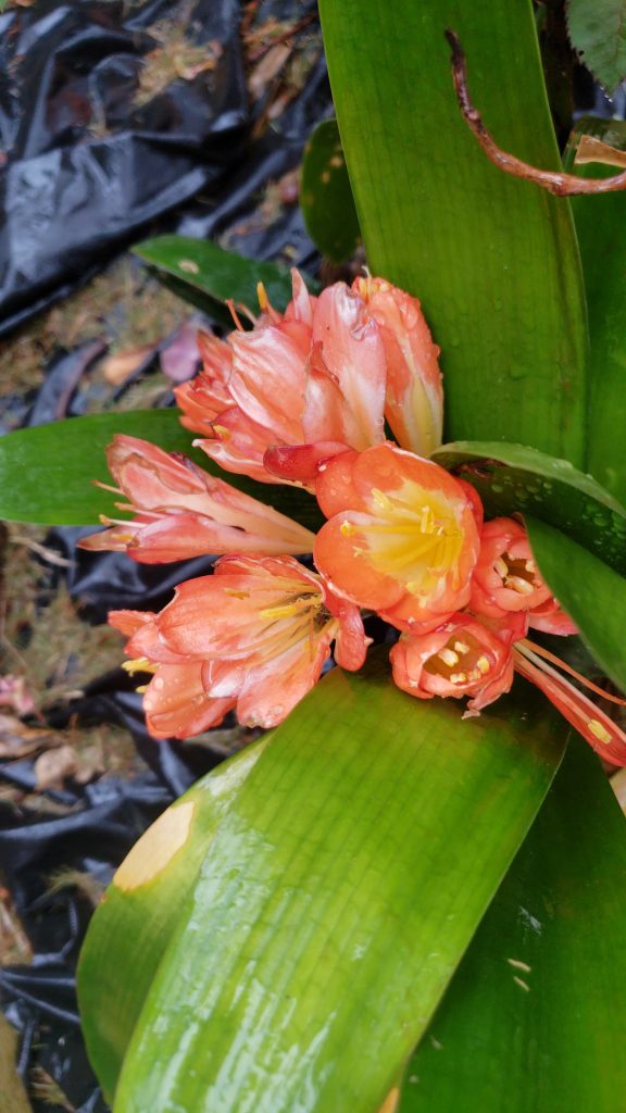scarborough lily, flowers of Hawaii
