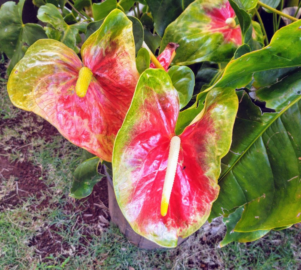 anthurium, flowers of Hawaii