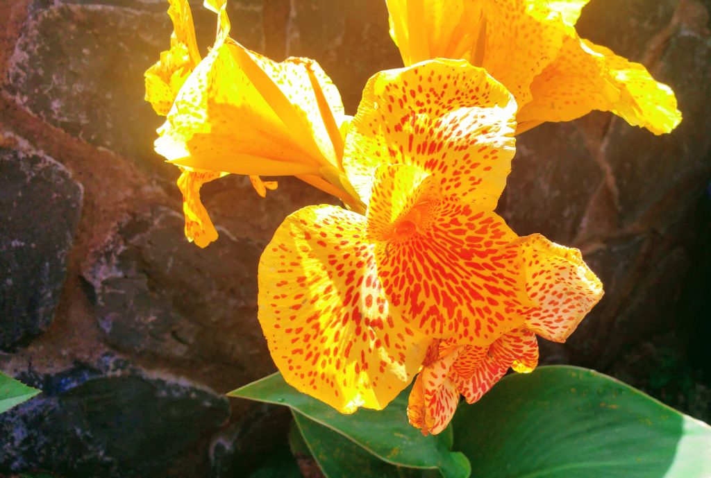 canna lily, flowers of Hawaii