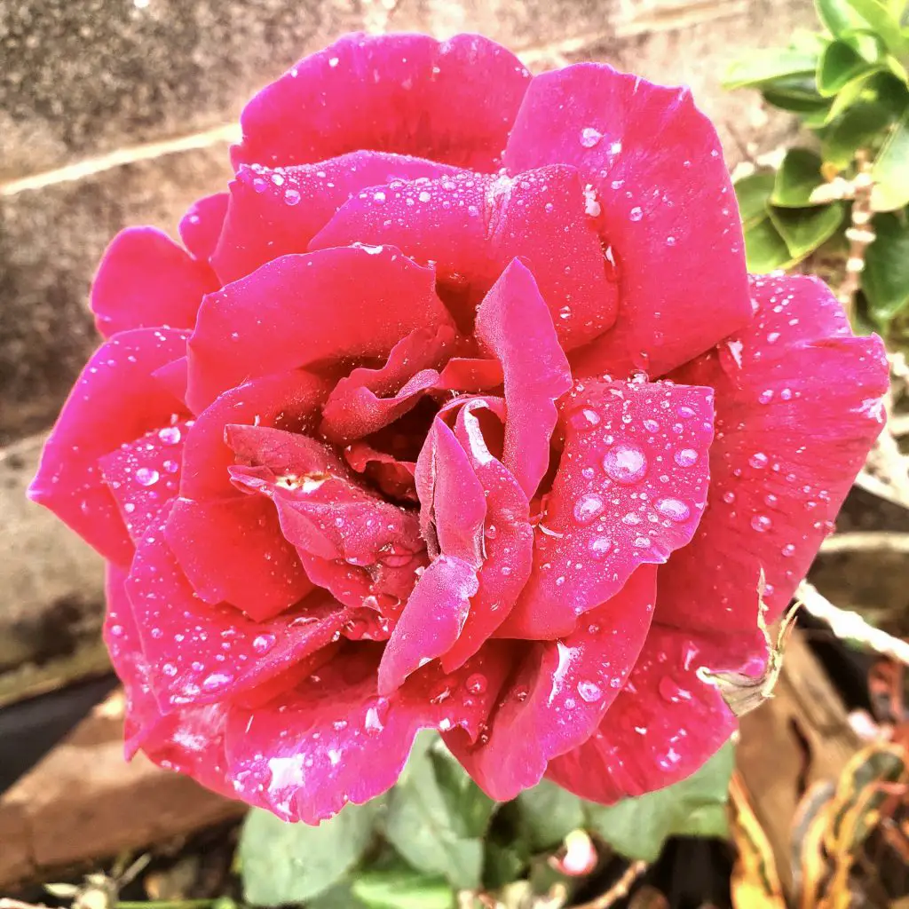 rose, flowers of Hawaii