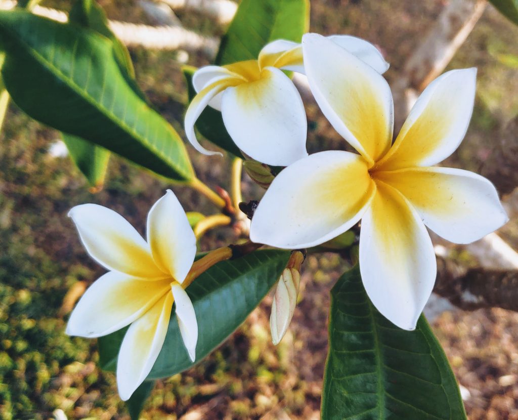 plumeria, flowers of Hawaii