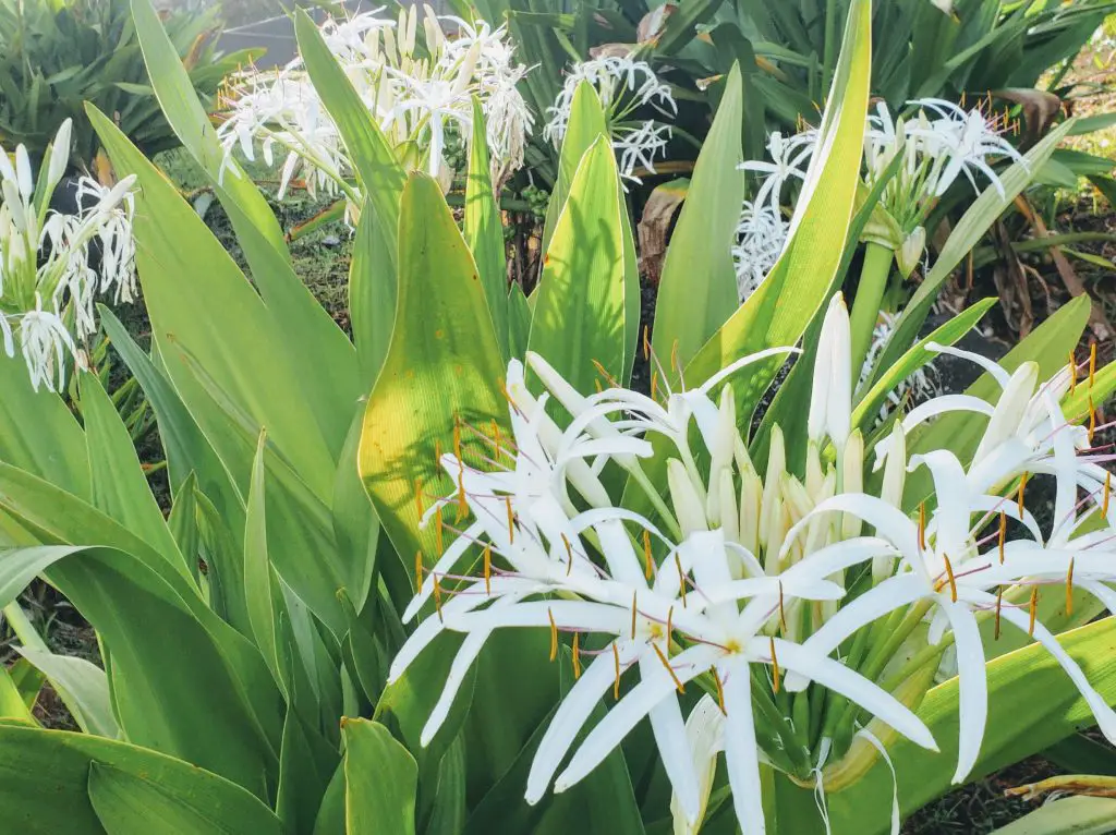 spider lily, flowers of Hawaii
