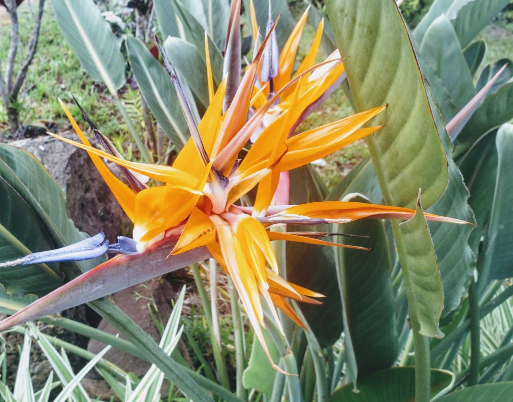 bird of paradise, exotic flowers of Hawaii