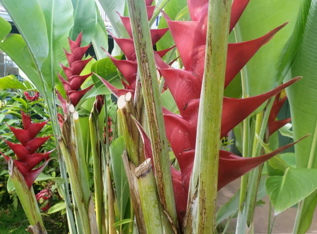 heliconia, flowers of Hawaii