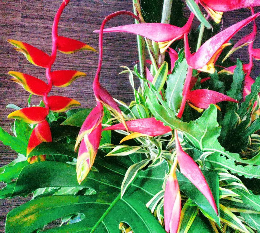 hanging lobster claw heliconia, hawaiian tropical flowers