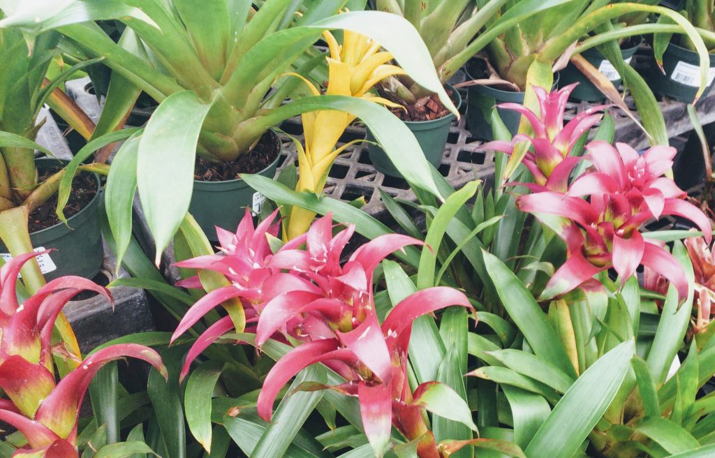 bromeliad, flowers of Hawaii