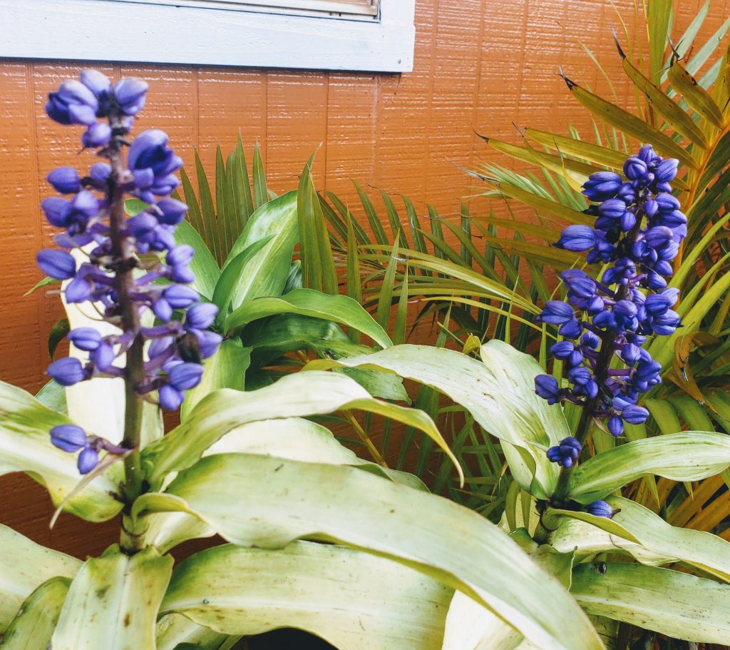 Blue Ginger, hawaiian tropical flowers
