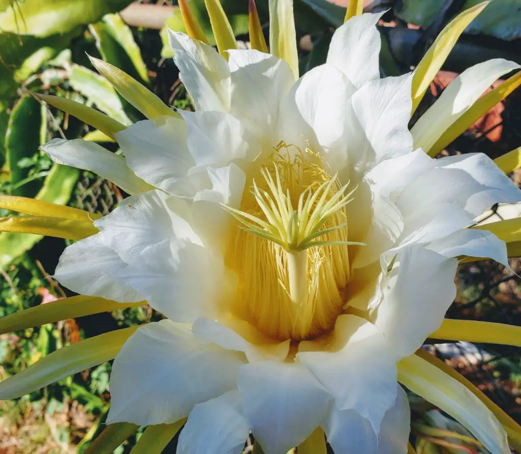 dragon fruit flower, exotic flowers of Hawaii