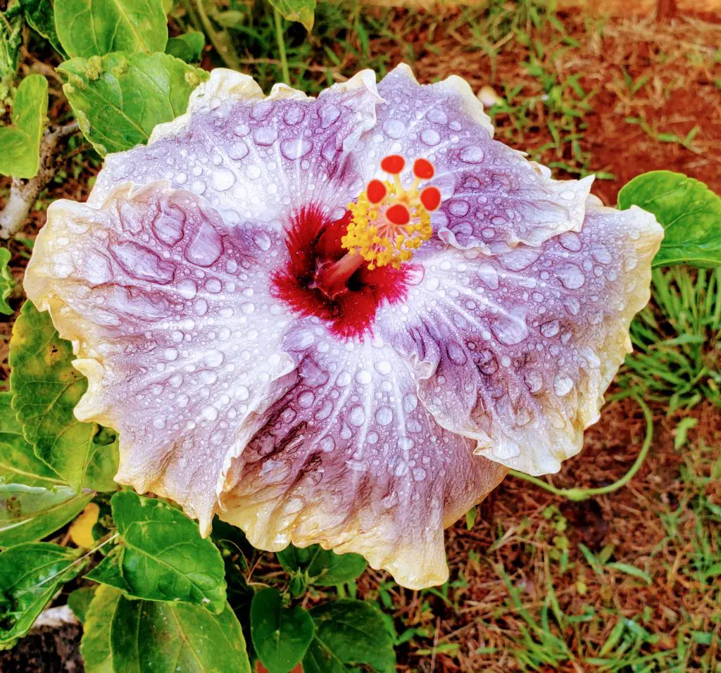 hibiscus, flowers of Hawaii