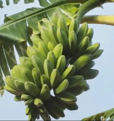 cardava banana (saba) surprising health benefits