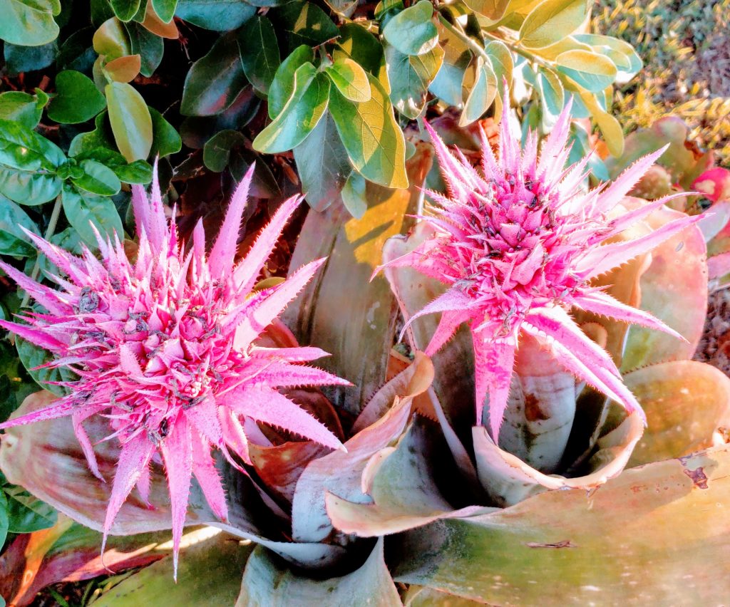 urn plant, Aechmea flower