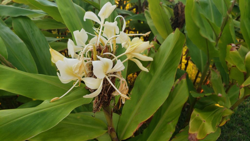 ginger, flowers of Hawaii