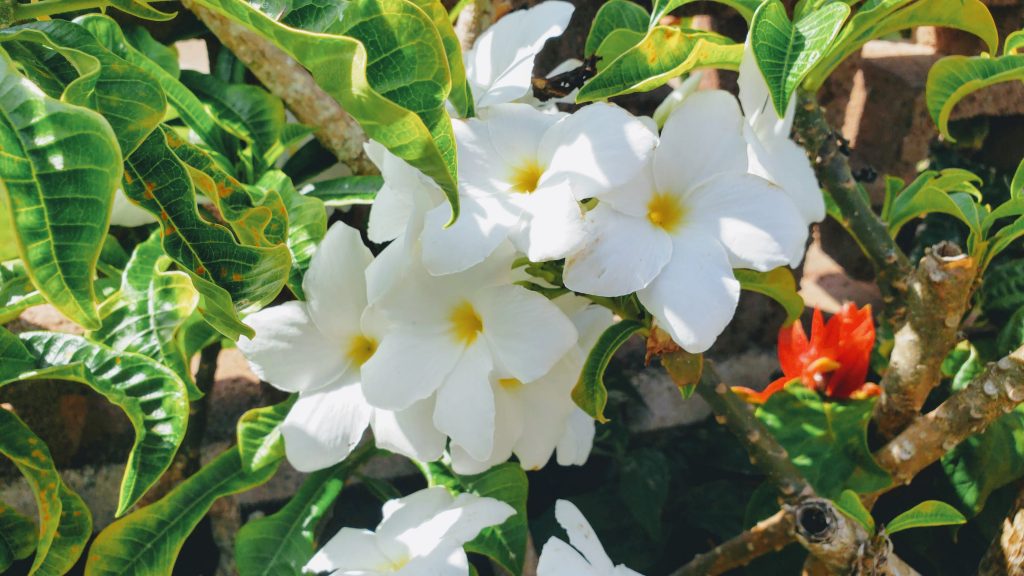 bridal bouquet plumeria, flowers of hawaii