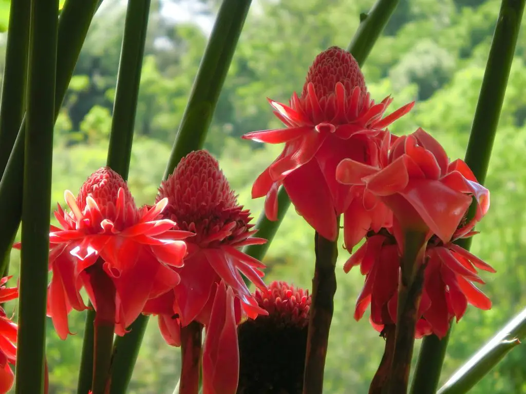 torch ginger flower, exotic flowers of Hawaii