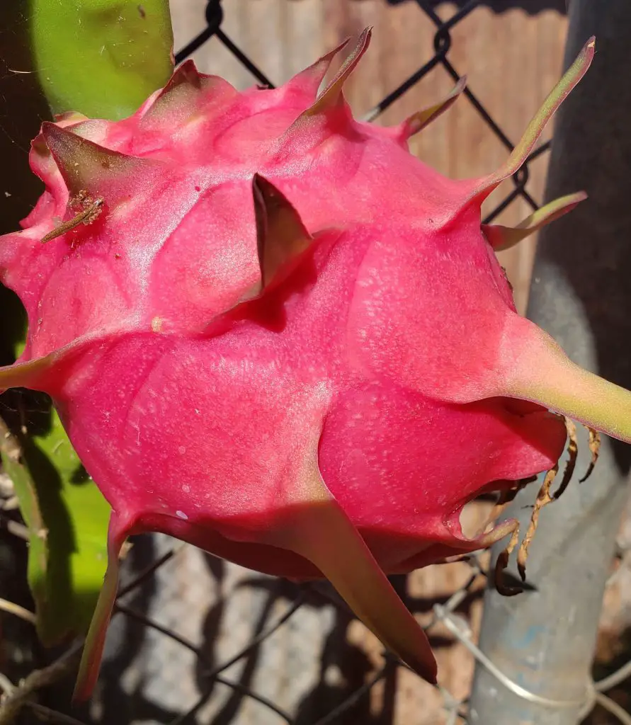 dragon fruit, how to grow and care for dragonfruit