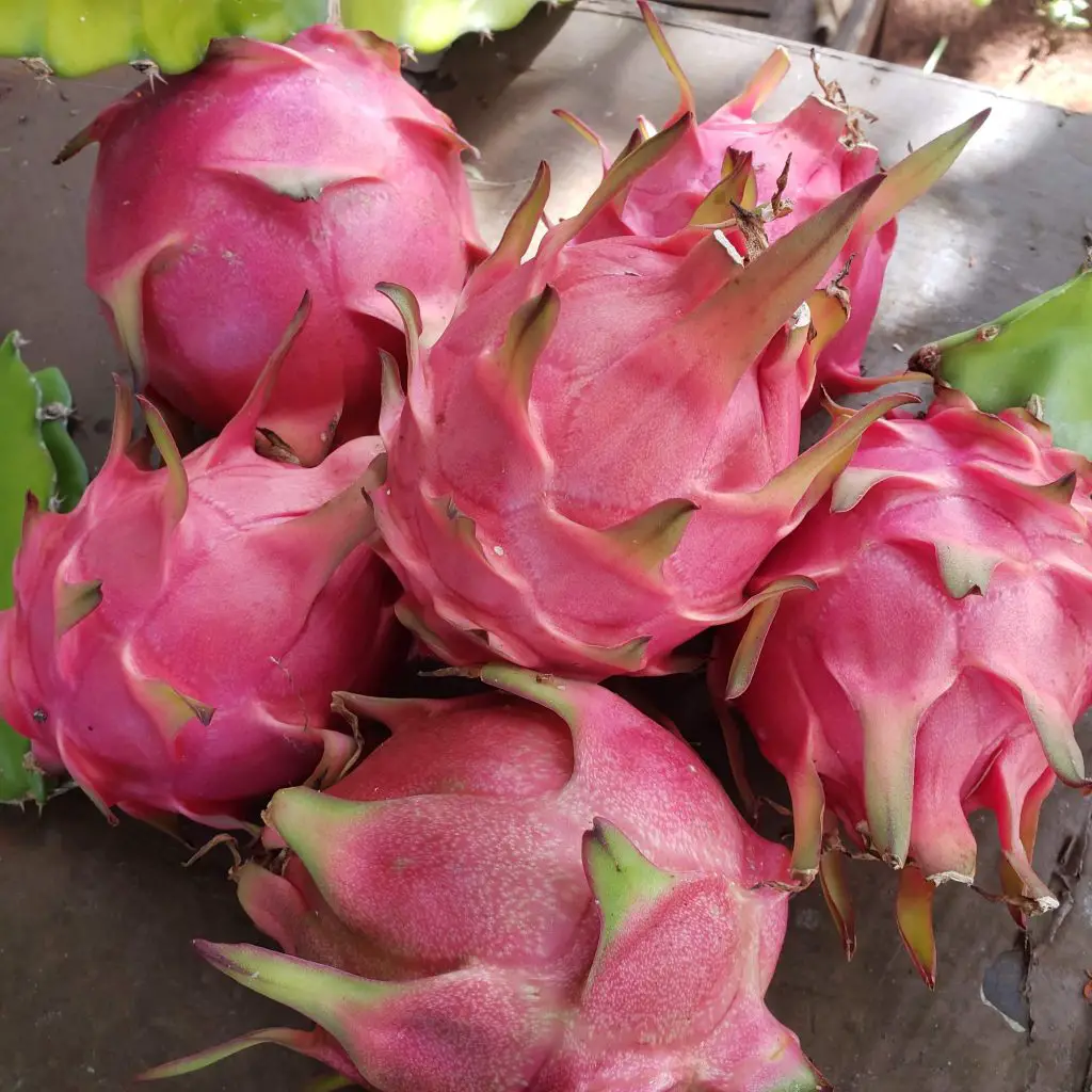 dragon fruit, fascinating facts about dragon fruit