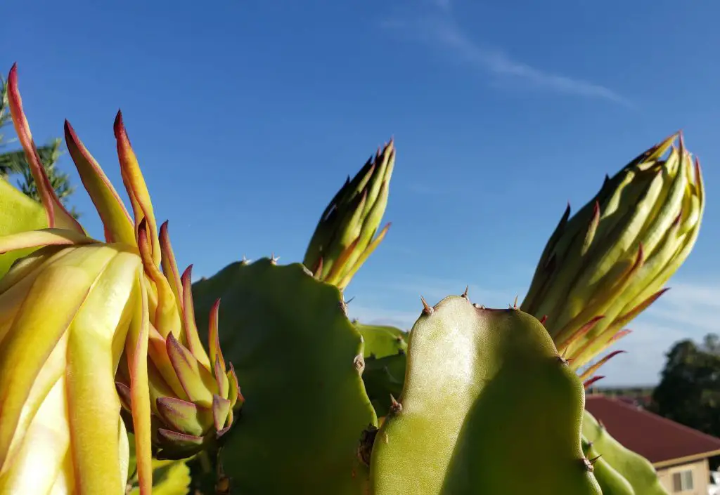 dragonfruit flower, how to grow and care for dragon fruit