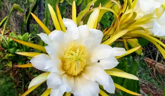 dragonfruit flower