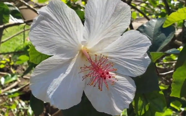 hibiscus flower