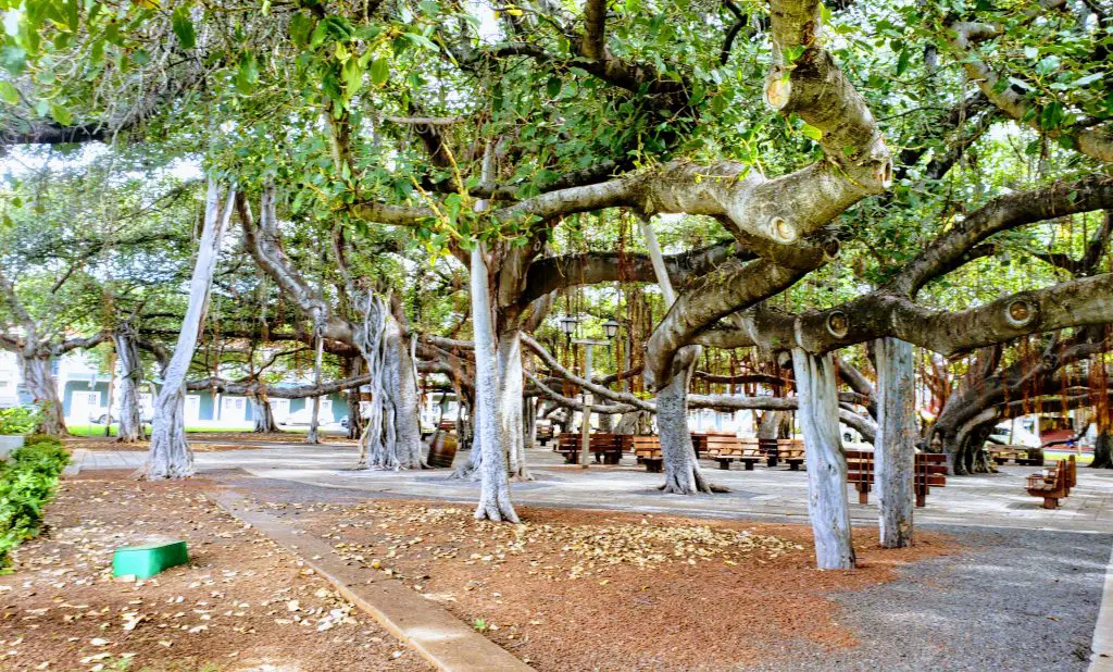 Awesome Pictures of Lahaina Banyan Tree Maui Hawaii 2021 | Mindfulness ...