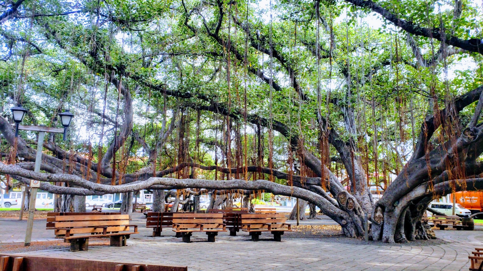 Awesome Pictures of Lahaina Banyan Tree Maui Hawaii 2021 | Mindfulness ...