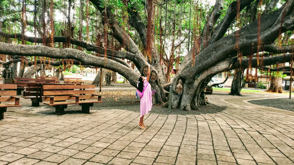 pictures of Lahaina Banyan Tree Maui Hawaii