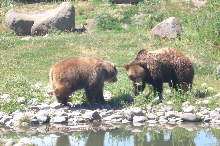 grizzly bear, montana