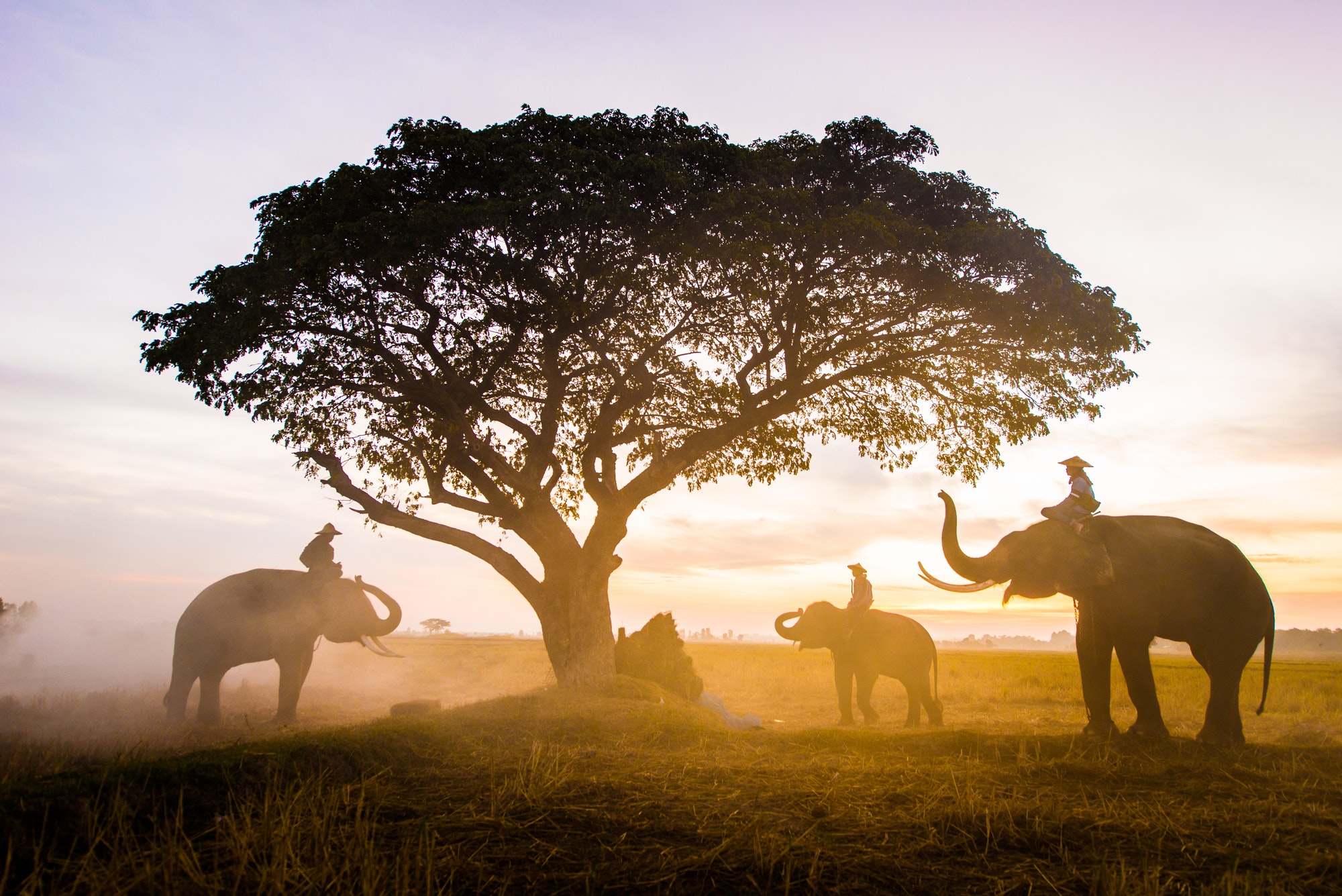 Elephants at sunrise in Thailand