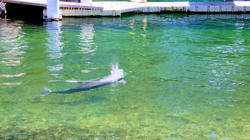dolphin quest waikoloa