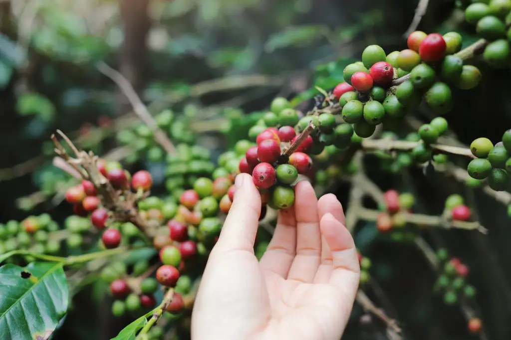 Hand picking coffee beans from coffee plant tree