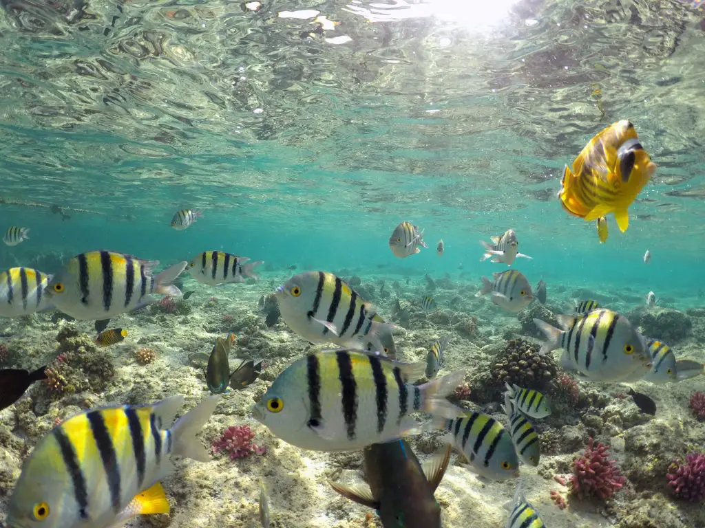 Wonderful and beautiful underwater world with corals and tropical fish