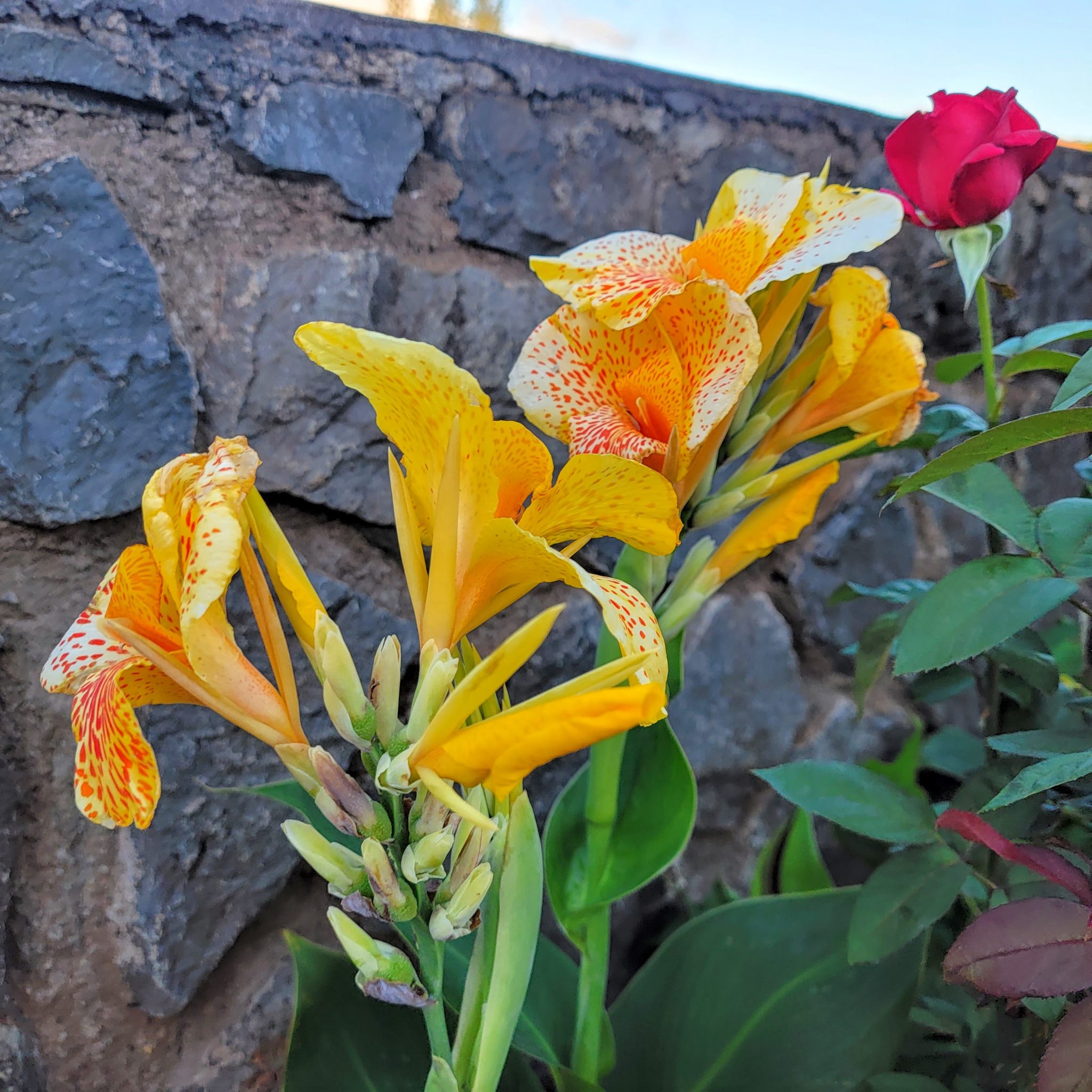 55 + Most Striking Flowers of Hawaii 2021 ( Hawaii Flowers Photos and