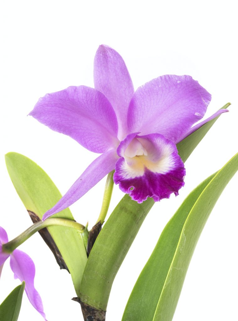 Cattleya orchid in studio