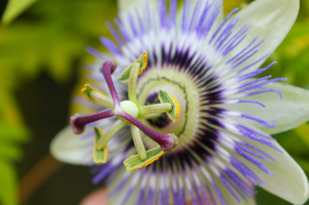 Purple and green Passion flower