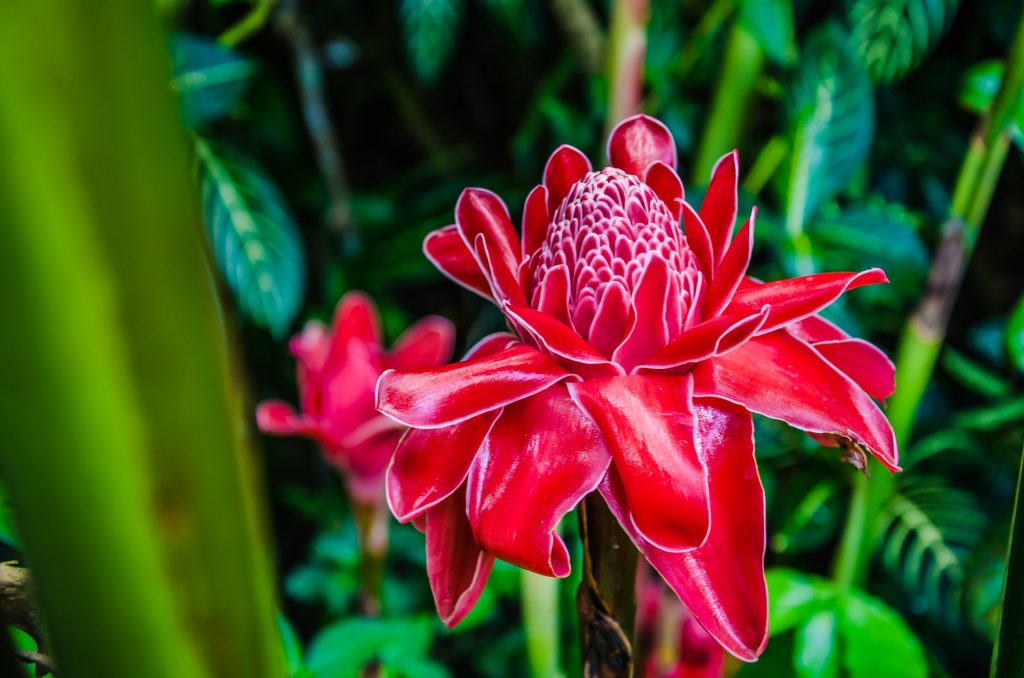 Red Torch Ginger Flowers close up between lush green halm and fern on Bohol, Philippines