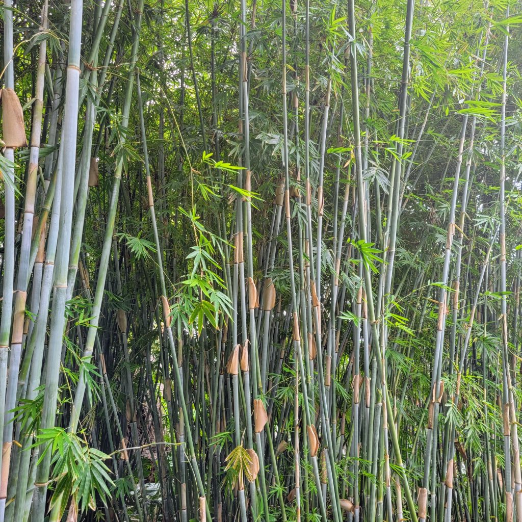 bamboo forest Maui Hawaii