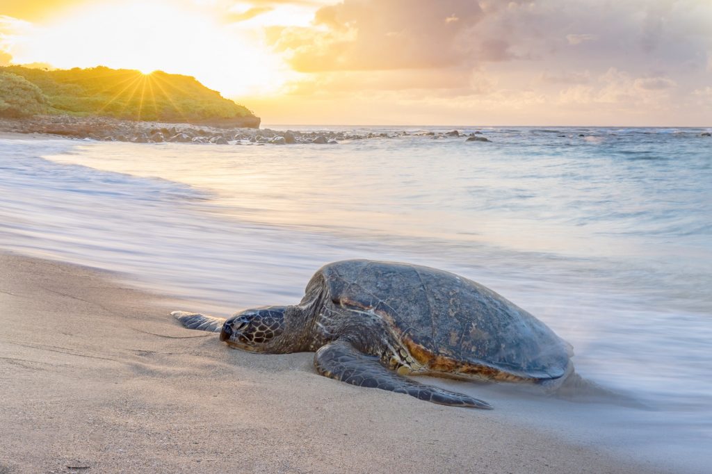 A turtle relaxing on the beach at sunset in Hawaii