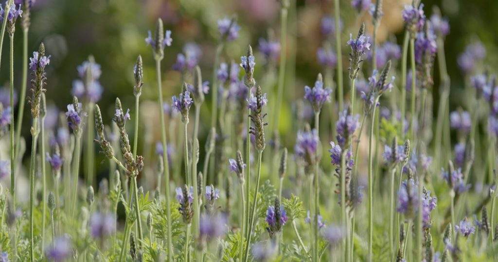 Purple lavender farm