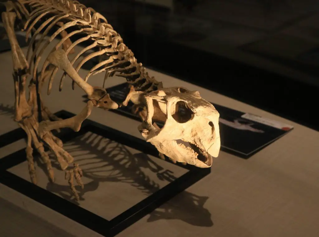 Dinosaur skeleton displayed at museum